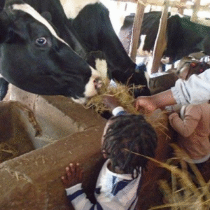 Creche Trip to Adventure Farm